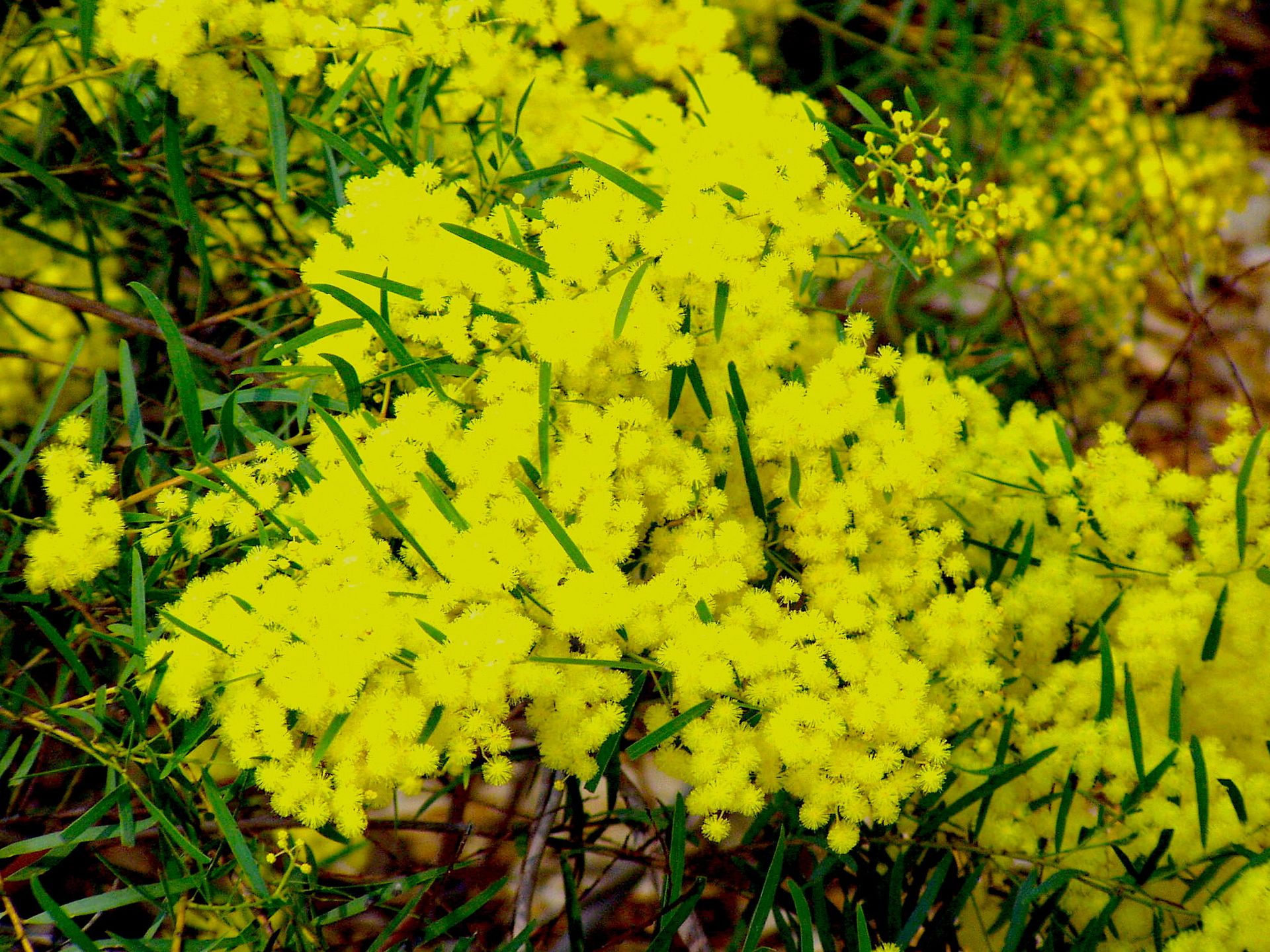 Acacia Fimbriata forming a dense, rounded hedge, offering privacy and vibrant colour with its fine foliage and yellow blooms.