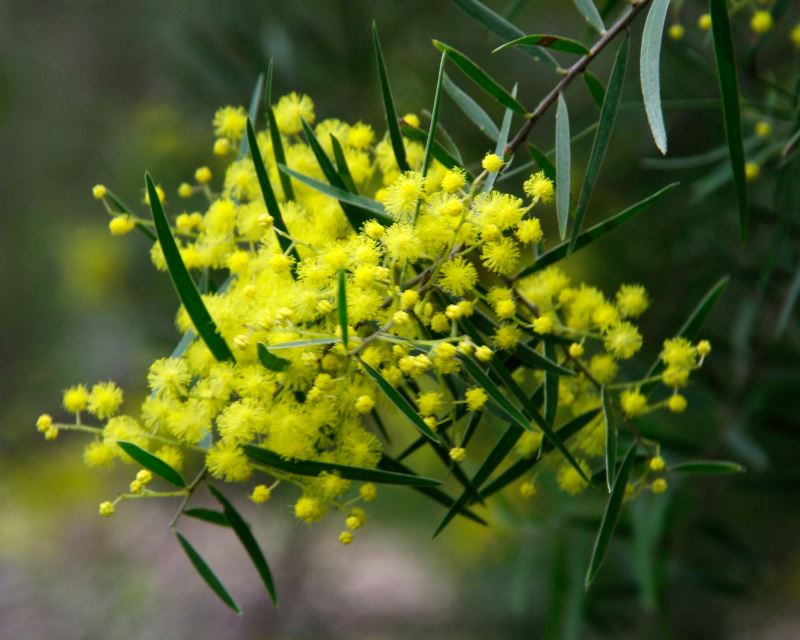 Detailed view of the vibrant yellow flower clusters of Acacia Fimbriata, blooming in late winter to early spring.