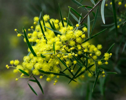 Acacia Fimbriata (Fringed Wattle)