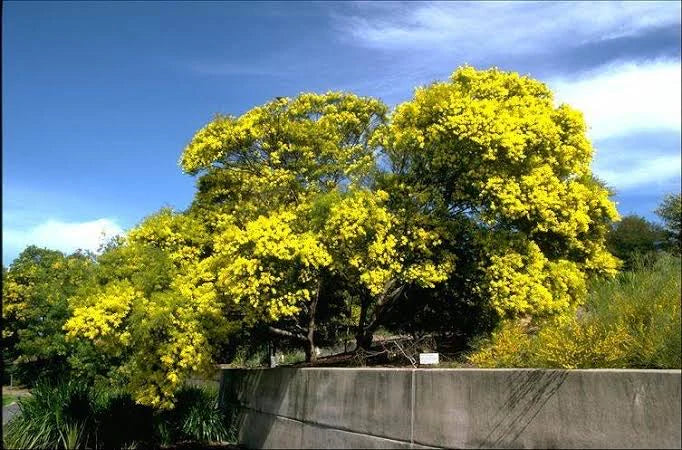 Acacia Fimbriata (Fringed Wattle) in a garden, showcasing its feathery foliage and vibrant yellow flowers.