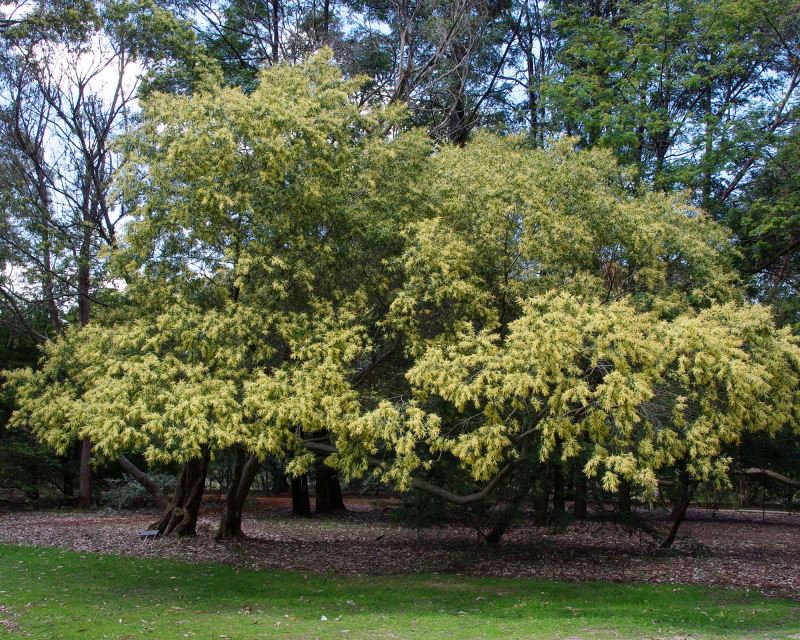 Acacia Floribunda (Gossamer Wattle)