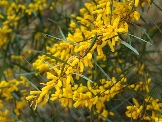 Acacia Floribunda (Gossamer Wattle)