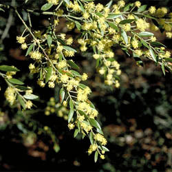 Acacia Howittii (Sticky Wattle)