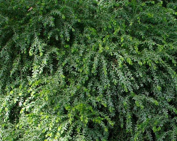 Acacia Howittii (Sticky Wattle)