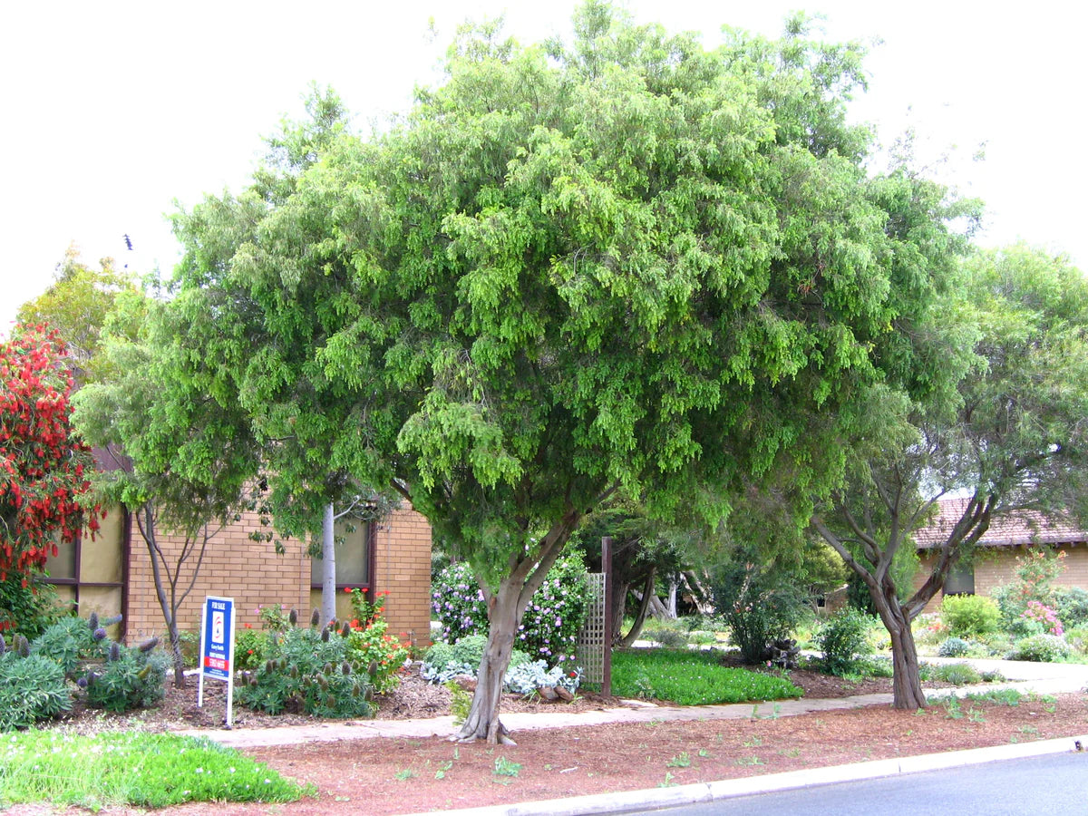 Acacia Howittii (Sticky Wattle)