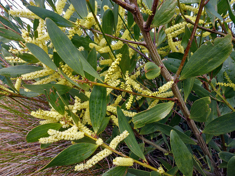 Acacia Longifolia (Coast Wattle)