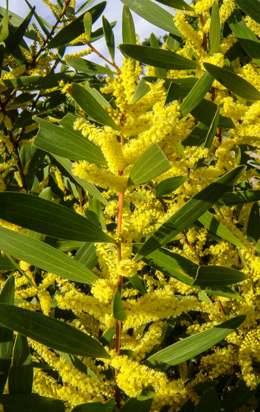 Acacia Longifolia (Coast Wattle)