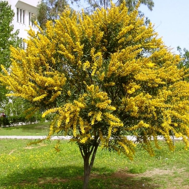 Acacia Longifolia (Coast Wattle)