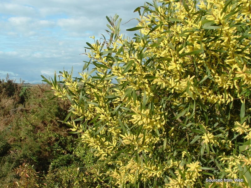 Acacia Longifolia (Coast Wattle)