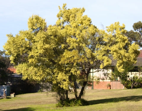 Acacia Longifolia var. sophorae (Coastal Wattle)