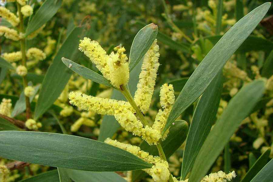 Acacia Longifolia var. sophorae (Coastal Wattle)