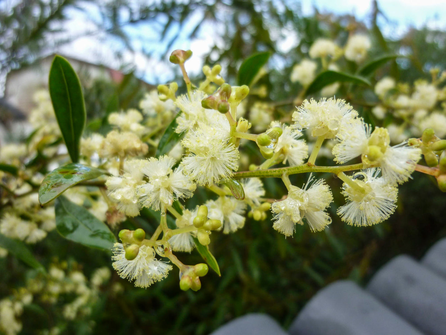 Acacia Myrtifolia (Myrtle Wattle)