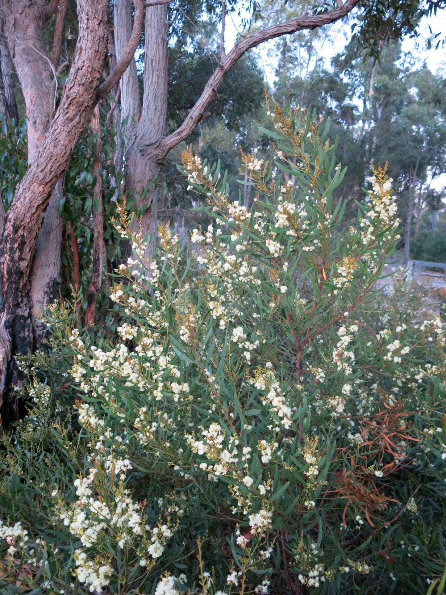 Acacia Myrtifolia (Myrtle Wattle)