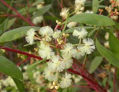 Acacia Myrtifolia (Myrtle Wattle)