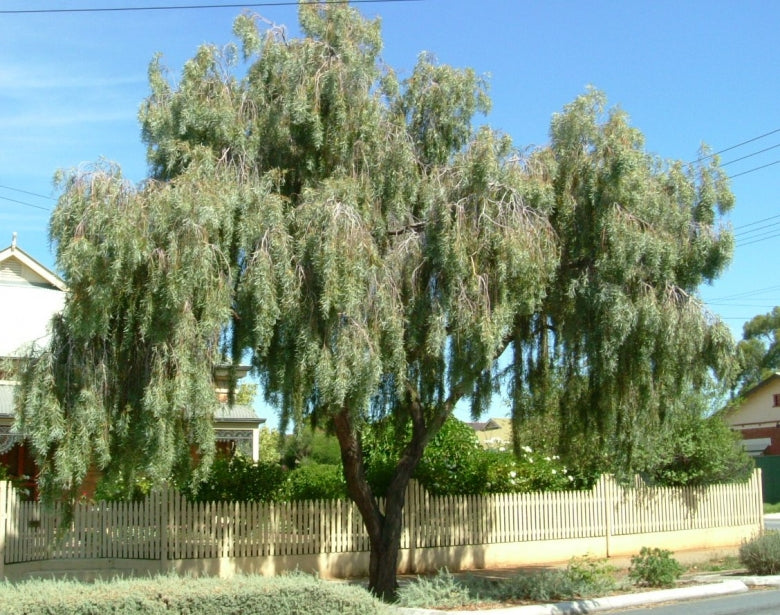 Acacia Pendula (Weeping Myall)