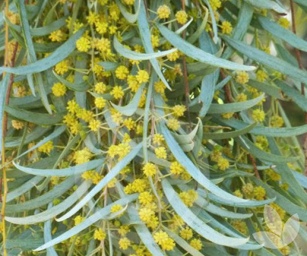 Acacia Pendula (Weeping Myall)