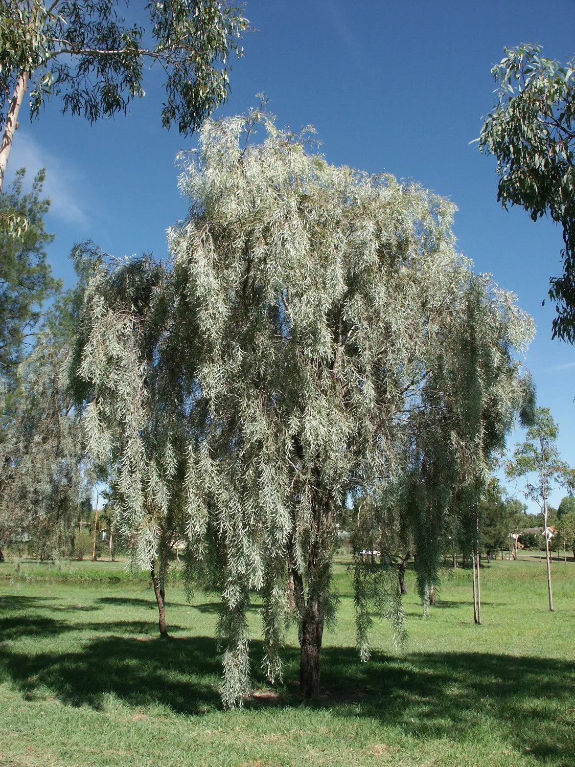 Acacia Pendula (Weeping Myall)