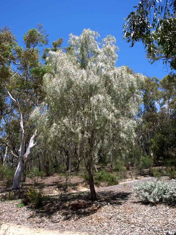 Acacia Pendula (Weeping Myall)