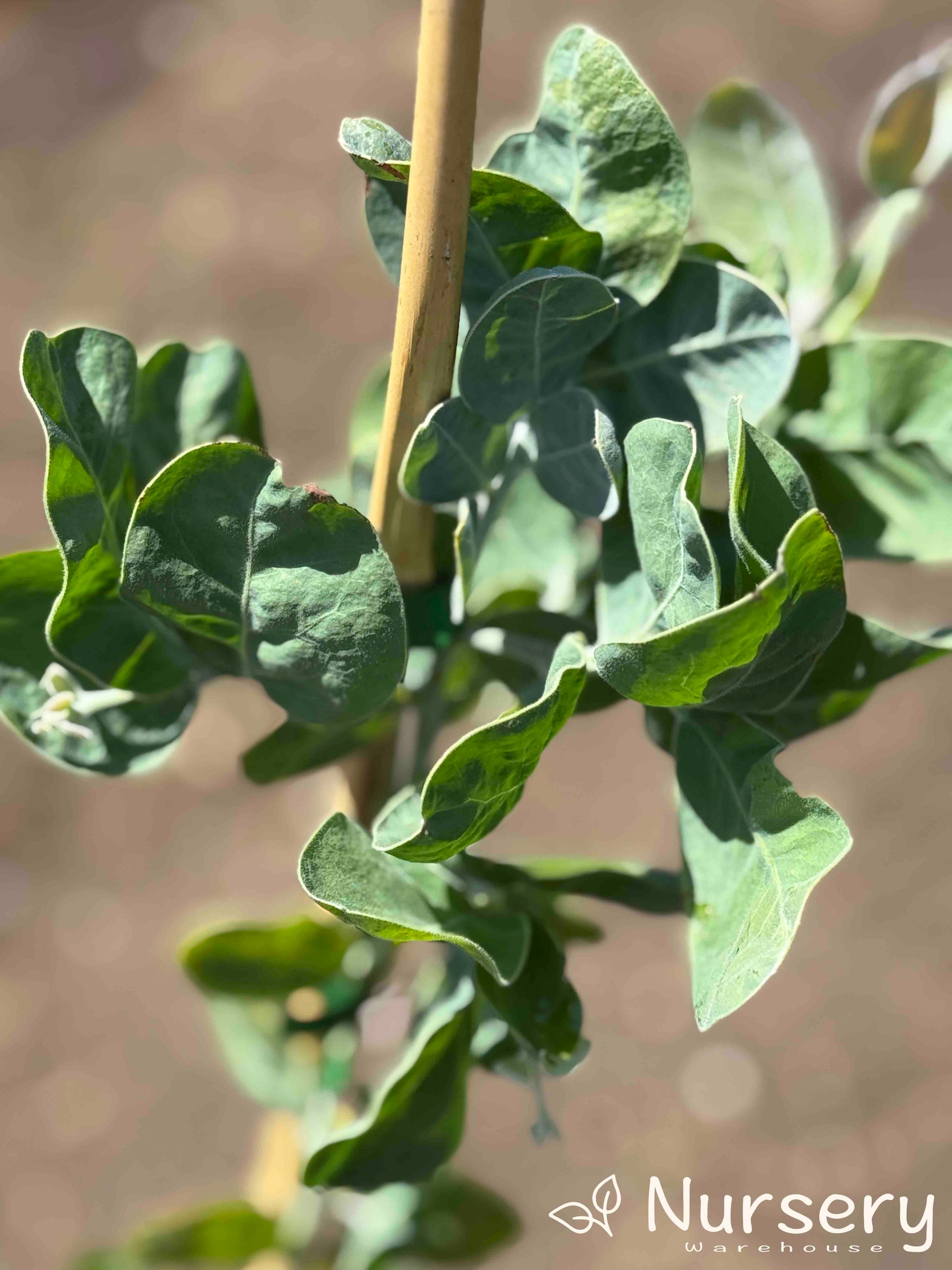 Close-up of Acacia Podalyriifolia leaves showcasing their distinctive silvery colour.