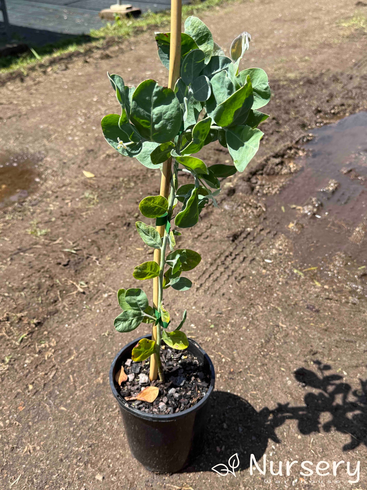 Acacia Podalyriifolia plant in a pot, ready for sale.