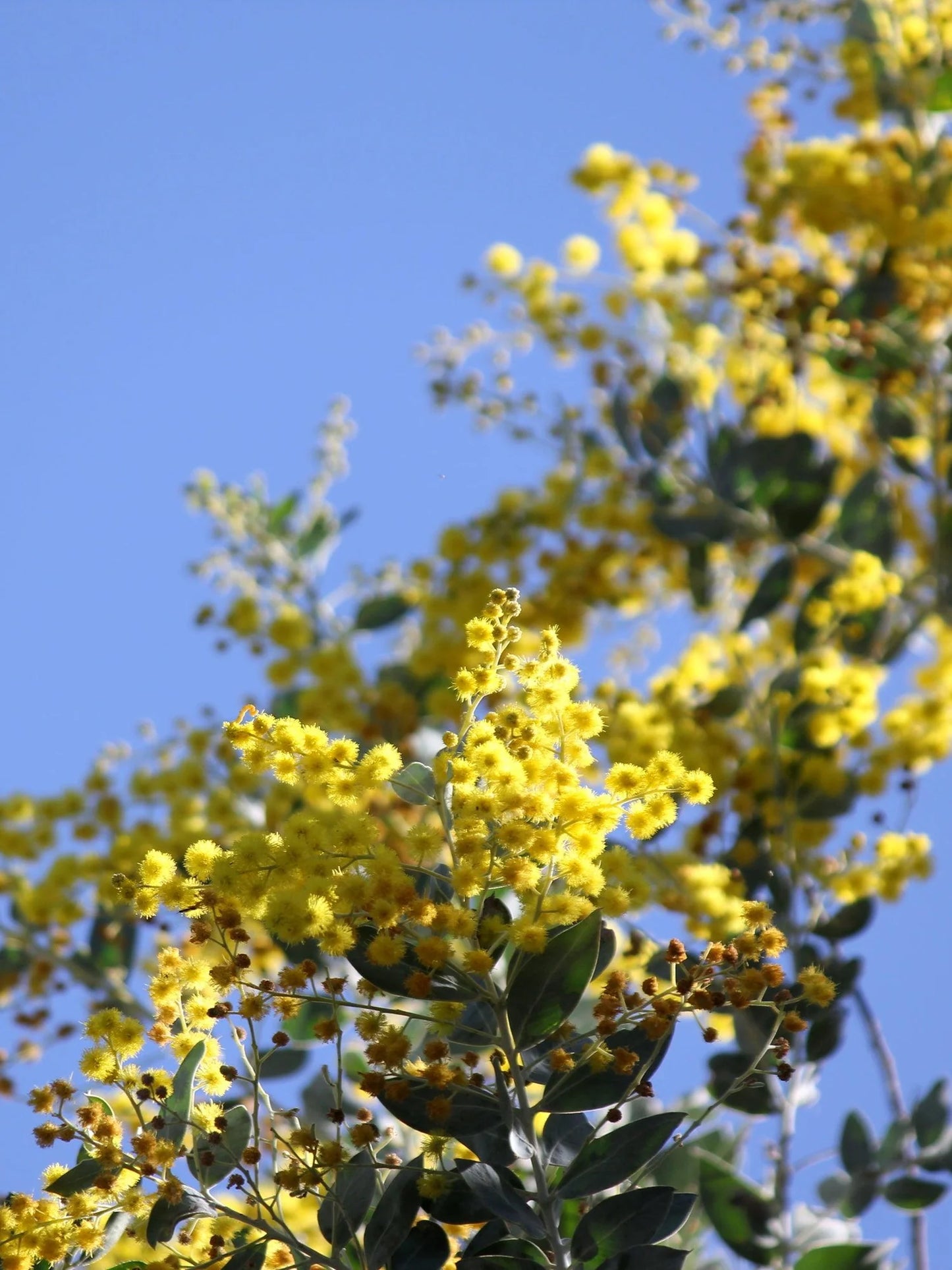 Acacia Podalyriifolia displaying its bright yellow flower clusters in full bloom.