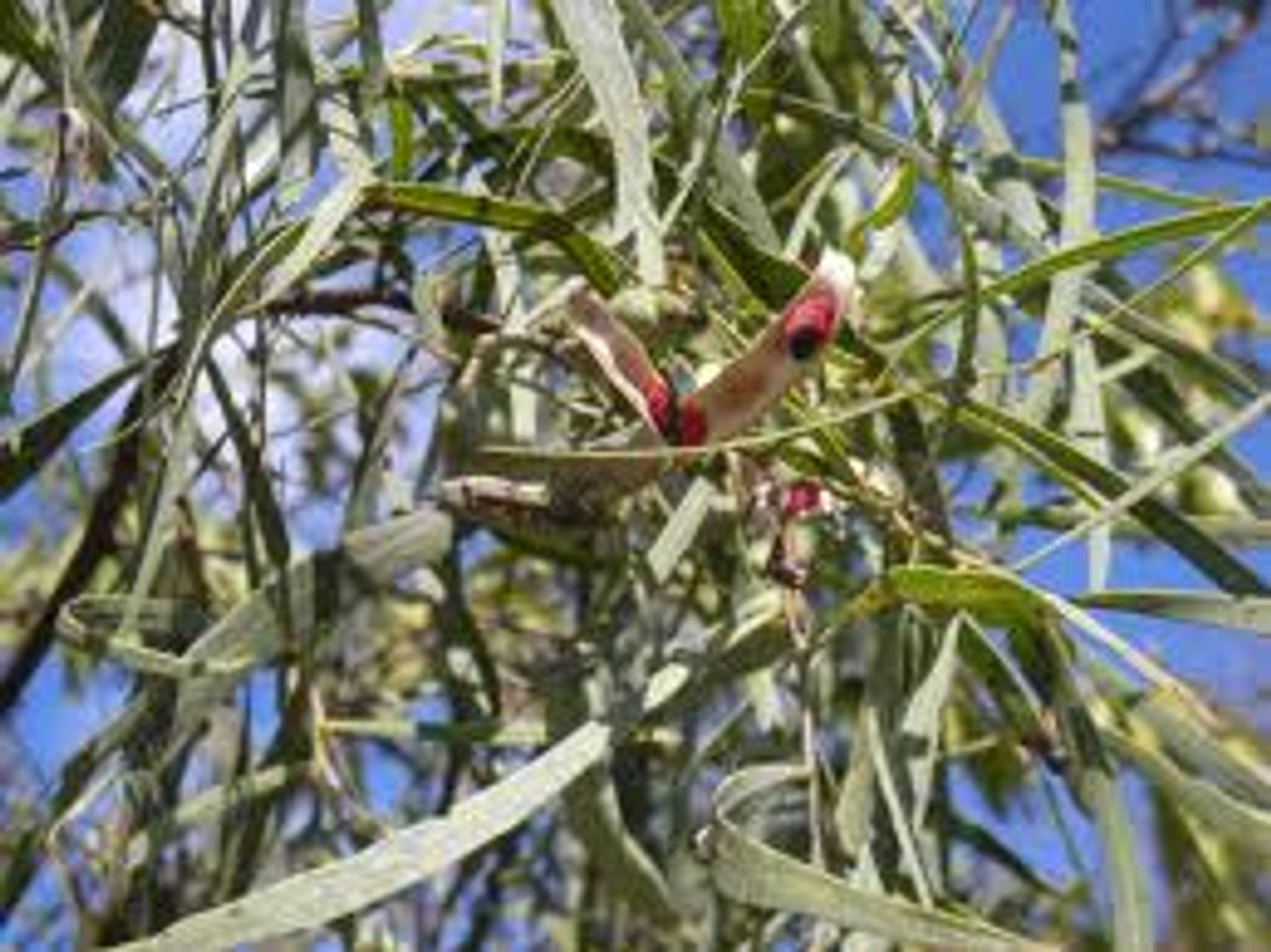 Detailed view of the narrow, willow-like foliage of Acacia Salicina, showcasing its soft, delicate green leaves.