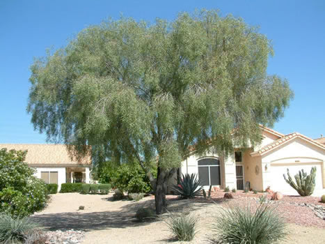 Acacia Salicina (Willow Wattle) tree growing in a landscape, offering shade and visual appeal with its green foliage and yellow flowers.