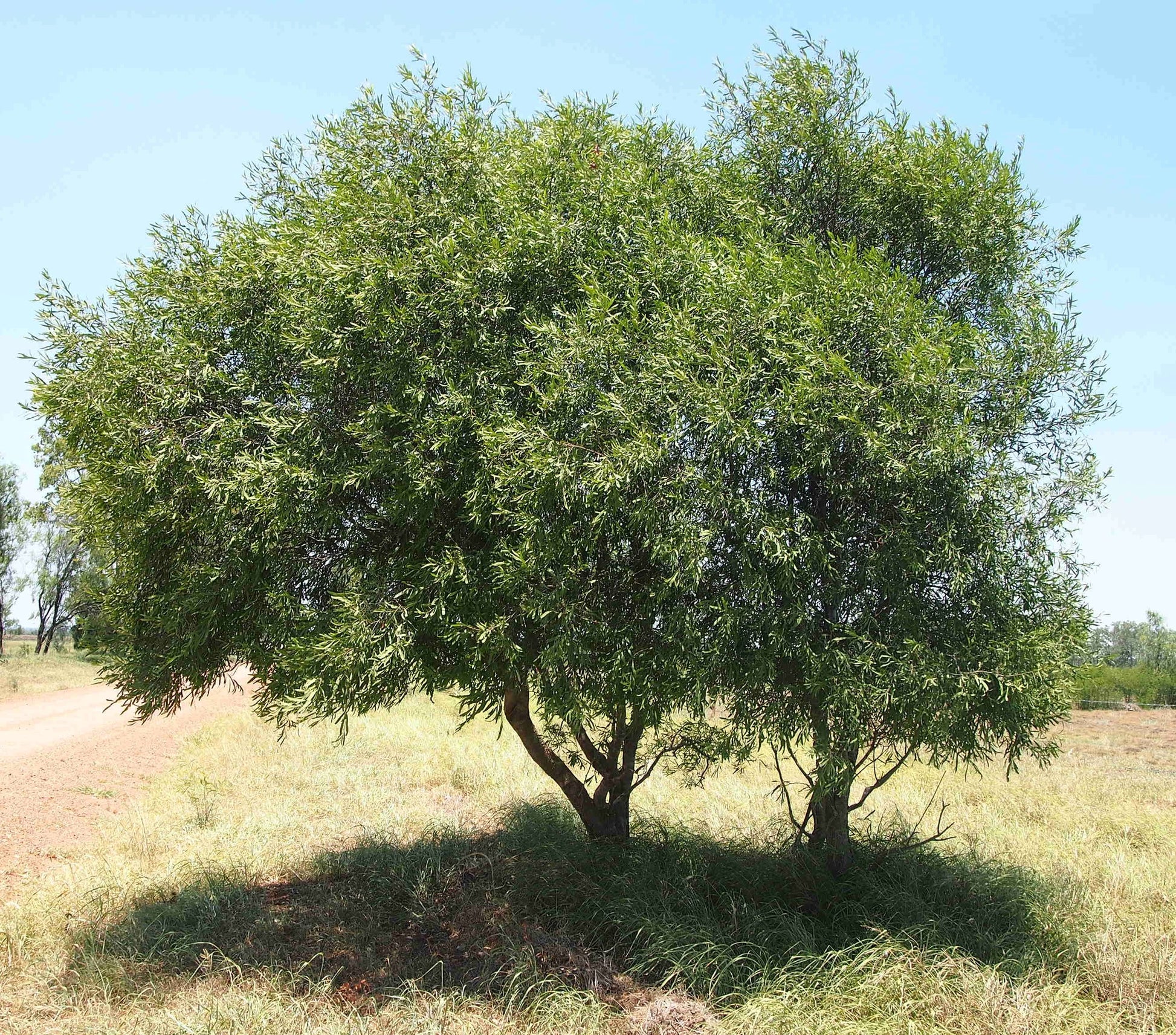 Acacia Salicina planted in a garden, displaying its slender green foliage and graceful form.