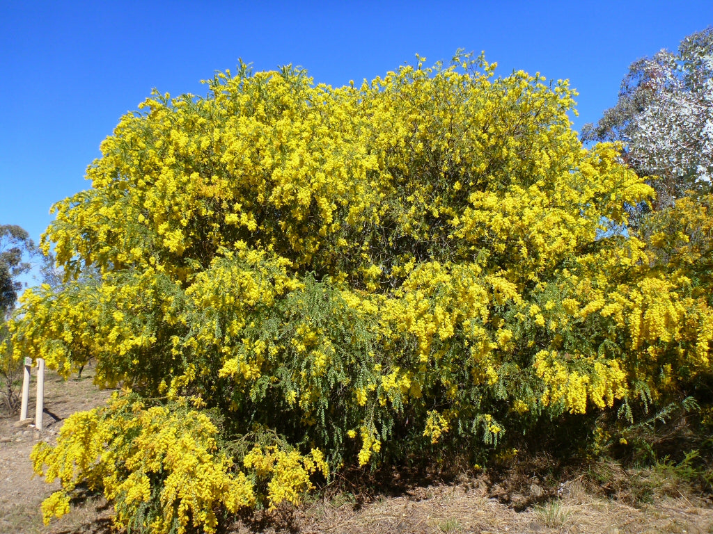 Acacia Vestita (Hairy Wattle)