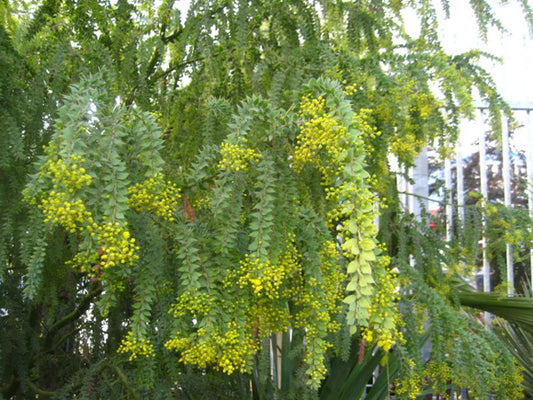 Acacia Vestita (Hairy Wattle)