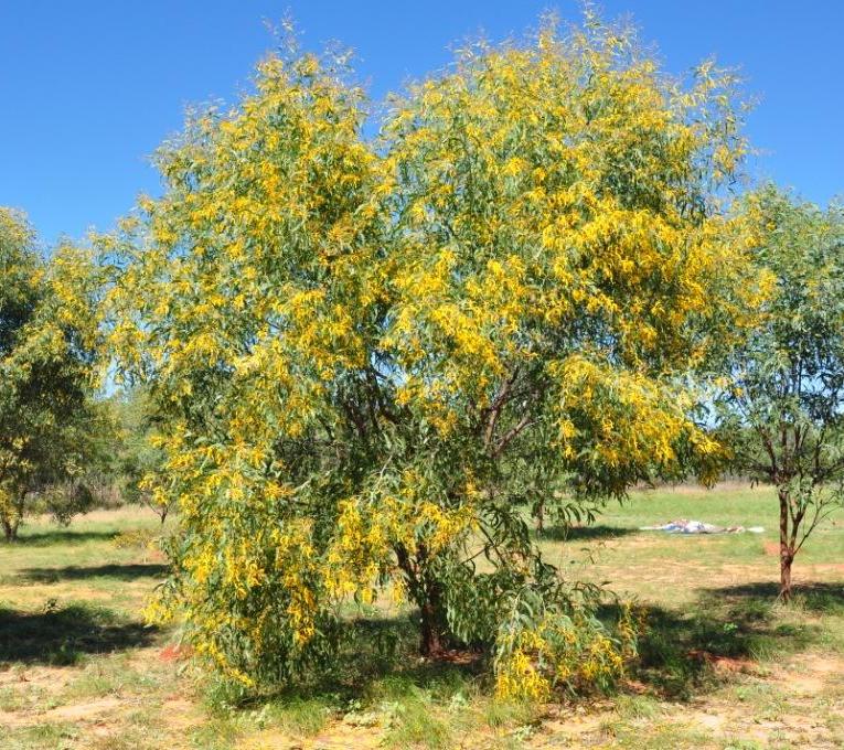 Acacia Vestita (Hairy Wattle)