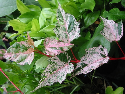 Acer Negundo 'Esk Flamingo' (Esk Flamingo Box Elder Maple)