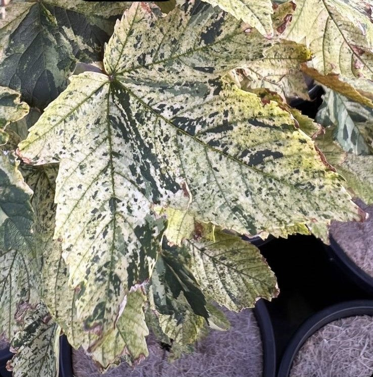 Acer Pseudoplatanus Variegated (Variegated Sycamore Maple)