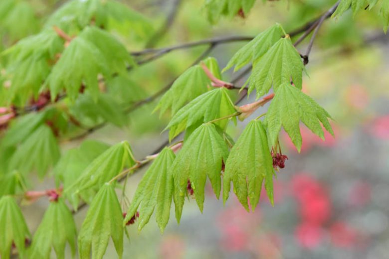 Acer japonicum 'Vitifolium' (Full Moon Maple)