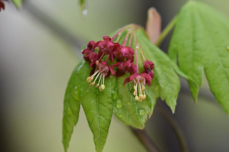 Acer japonicum 'Vitifolium' (Full Moon Maple)