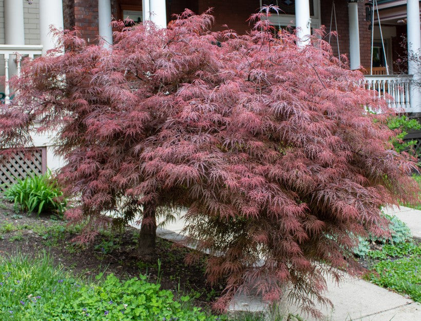 Acer palmatum dissectum 'Crimson Queen' (Crimson Queen Weeping Japanese Maple Standards)