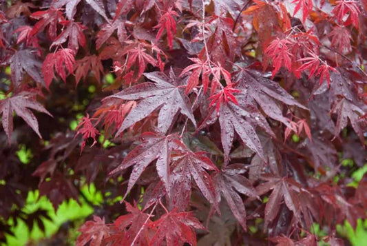 Acer Palmatum 'Bloodgood' (Bloodgood Japanese Maple)