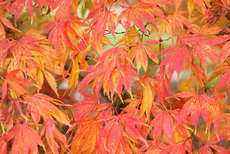 Acer Palmatum 'Elegans' (Japanese Maple Elegans)