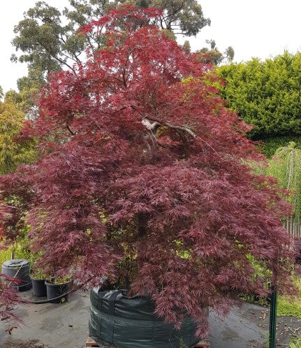 Acer palmatum dissectum 'Ever Red' (Ever Red Weeping Japanese Maple Standards)