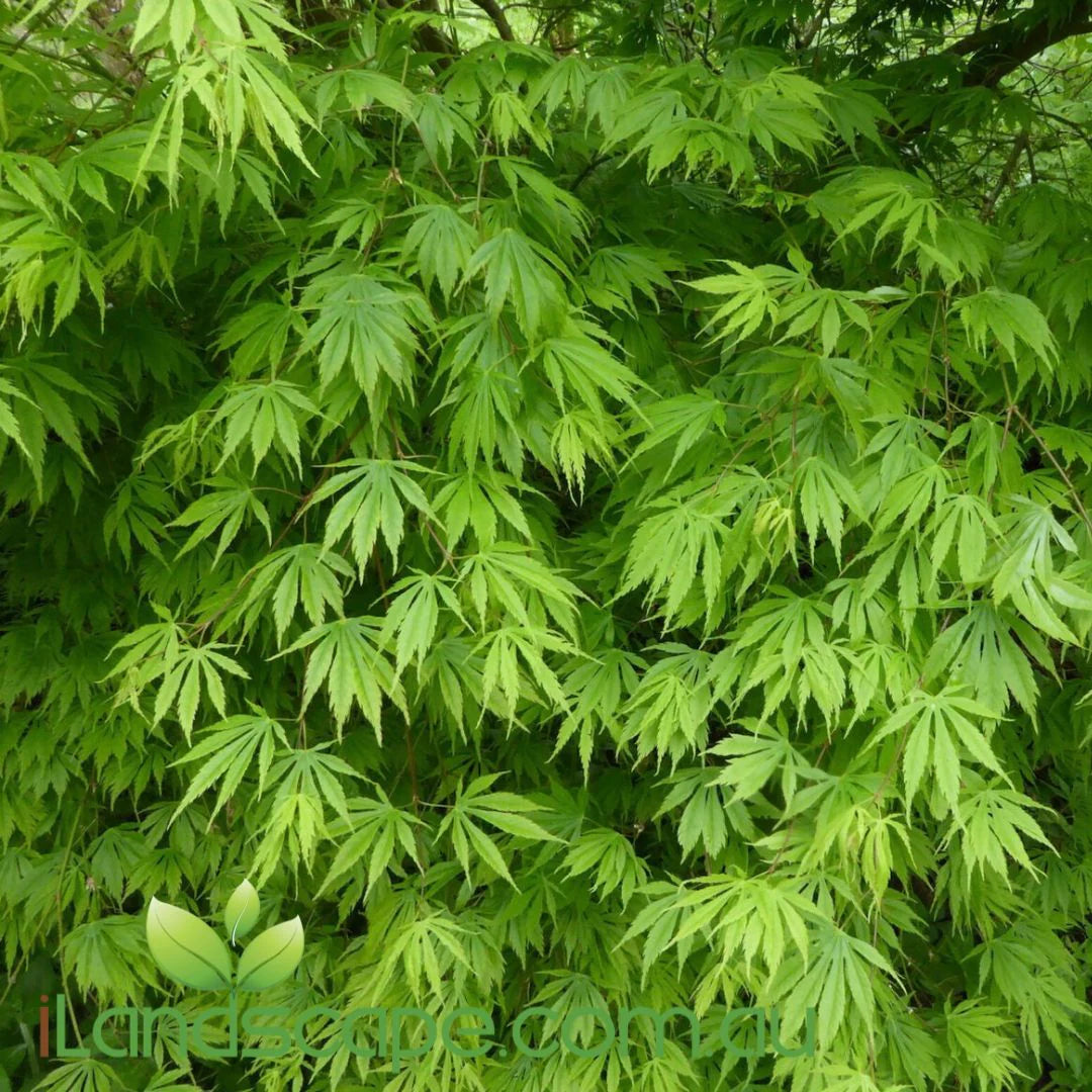 Acer Palmatum Polymorphum