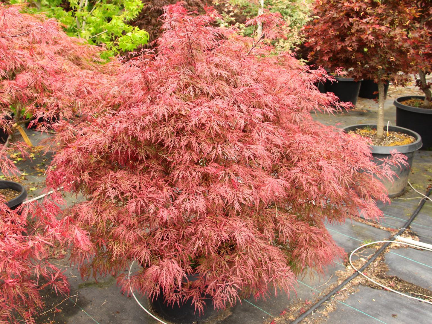 Acer Palmatum Dissectum 'Watnong' (Watnong Weeping Japanese Maple)