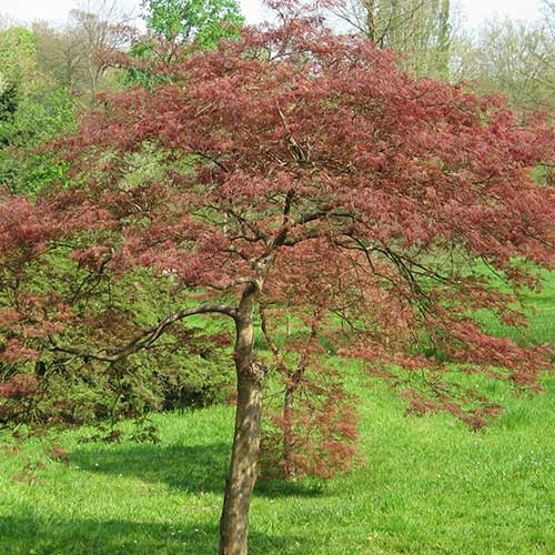 Acer palmatum dissectum 'Garnet' (Garnet Weeping Japanese Maple)