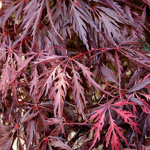 Acer palmatum dissectum 'Garnet' (Garnet Weeping Japanese Maple)