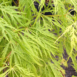 Acer palmatum dissectum 'Ellen' (Ellen Weeping Japanese Maple)