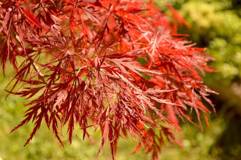 Close-up of Sekimori (Japanese Weeping Maple) showcasing its vibrant orange leaves.