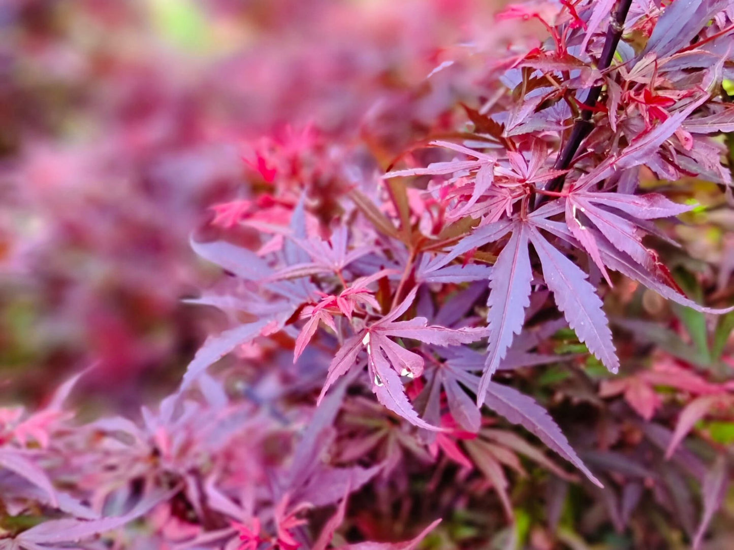 Acer Palmatum 'Shaina' (Japanese Maple Shaina)