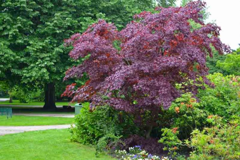 Acer platanoides Crimson King (Crimson King Norway Maple)