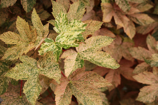 Acer pseudoplatanus Esk Sunset (Eskimo Sunset Maple)