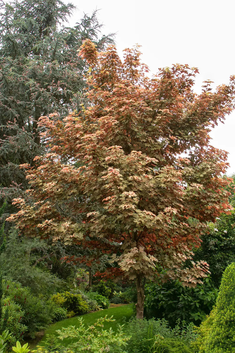 Acer Pseudoplatanus Variegated (Variegated Sycamore Maple)