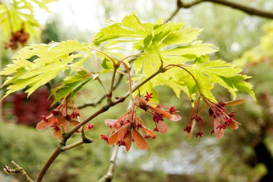 Acer japonicum 'Aureum' (Golden Full Moon Maple)